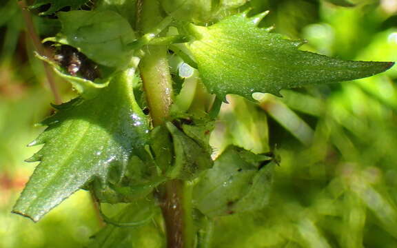 Image of Alectra sessiliflora var. sessiliflora