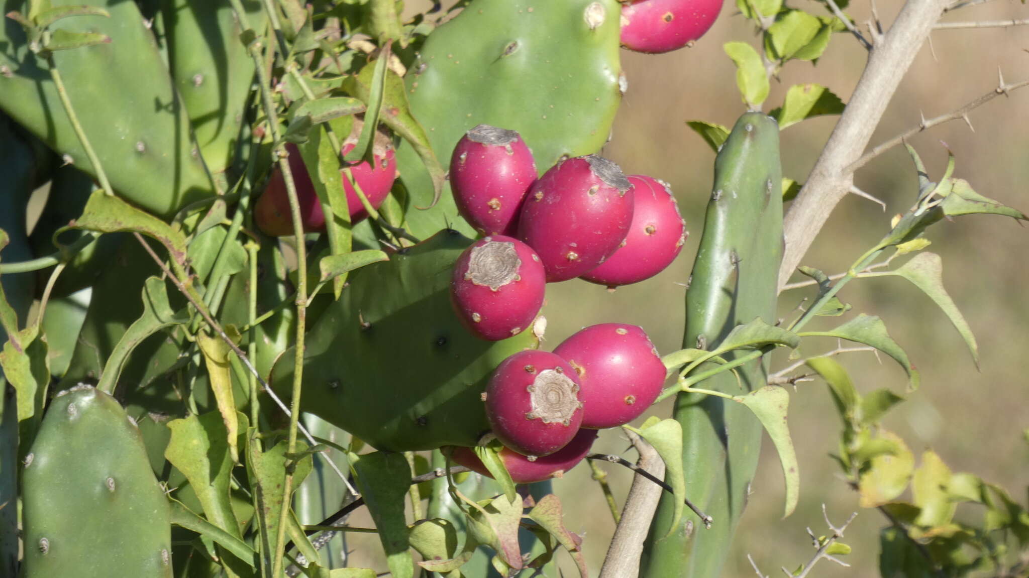 Opuntia elata Salm-Dyck resmi