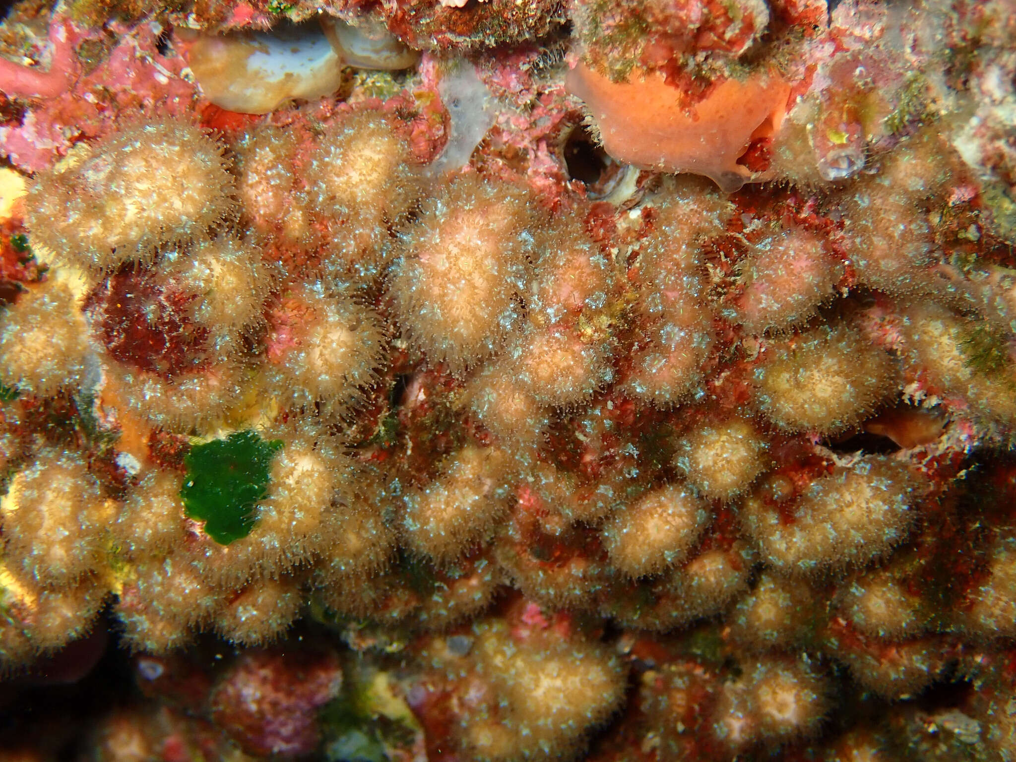 Image of Coral estrella