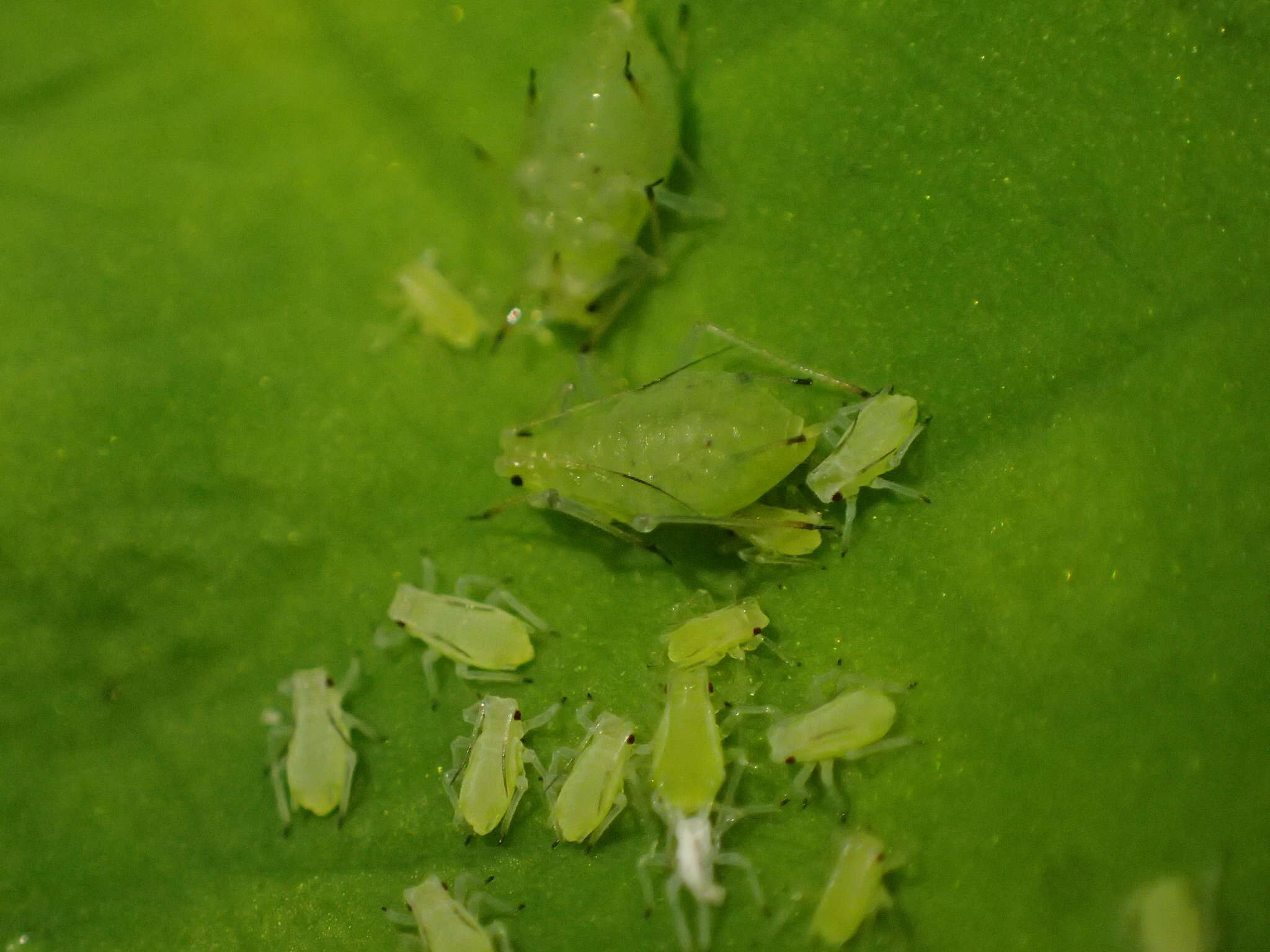 صورة Microsiphoniella oregonensis (Wilson & H. F. 1915)