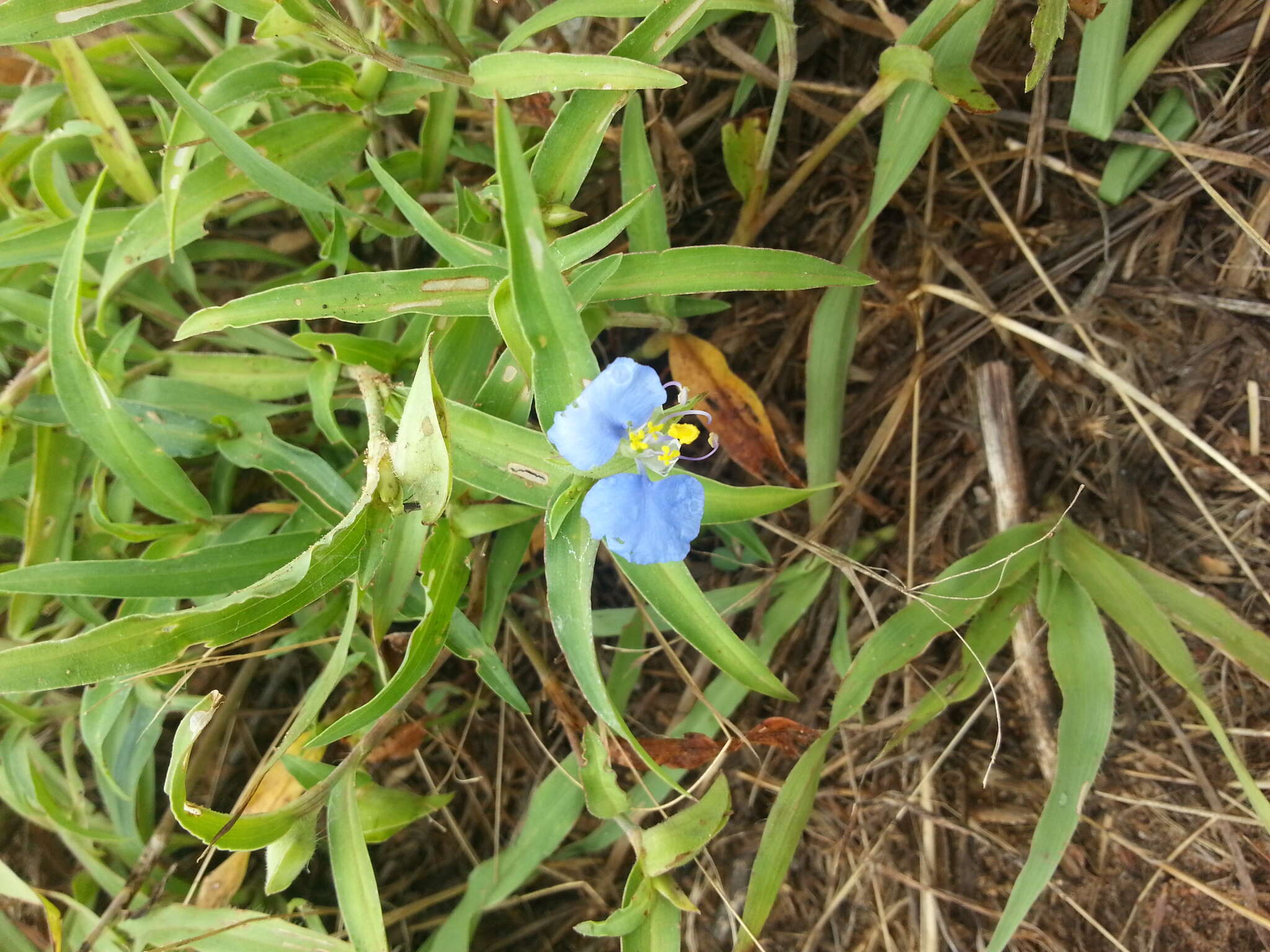 Image of Blousel Blommetjie