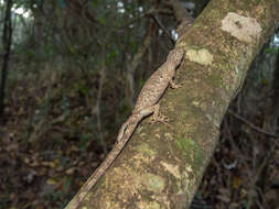 Image of Brazilian Bush Anole