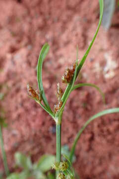 Image of Fimbristylis dichotoma var. ochotensis (Meinsh.) T. Koyama