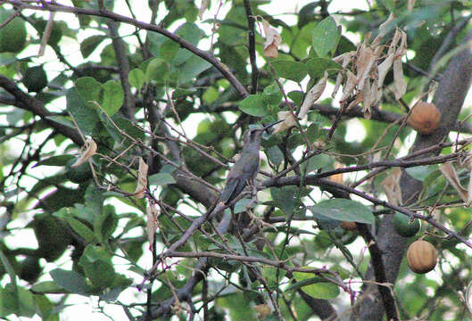 Phaeoptila Gould 1861 resmi