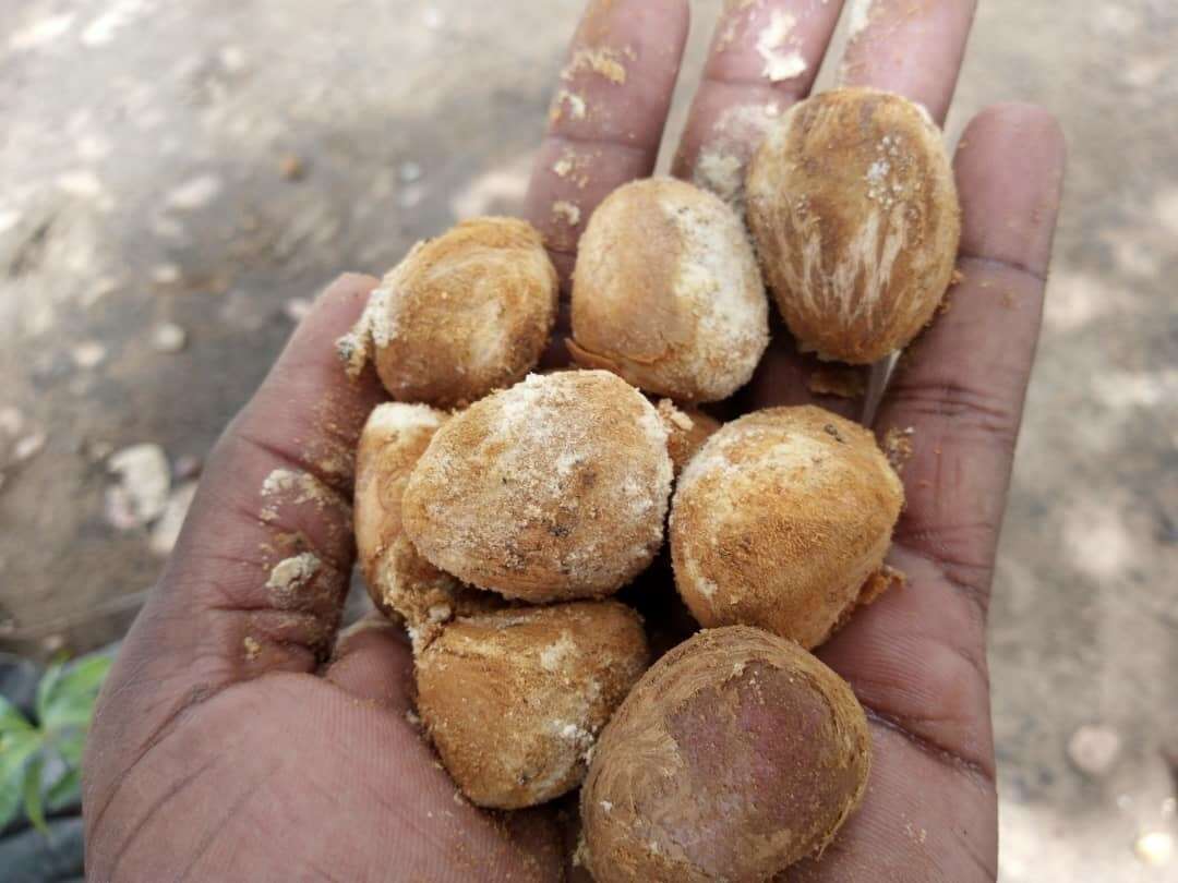 Image of butter tree