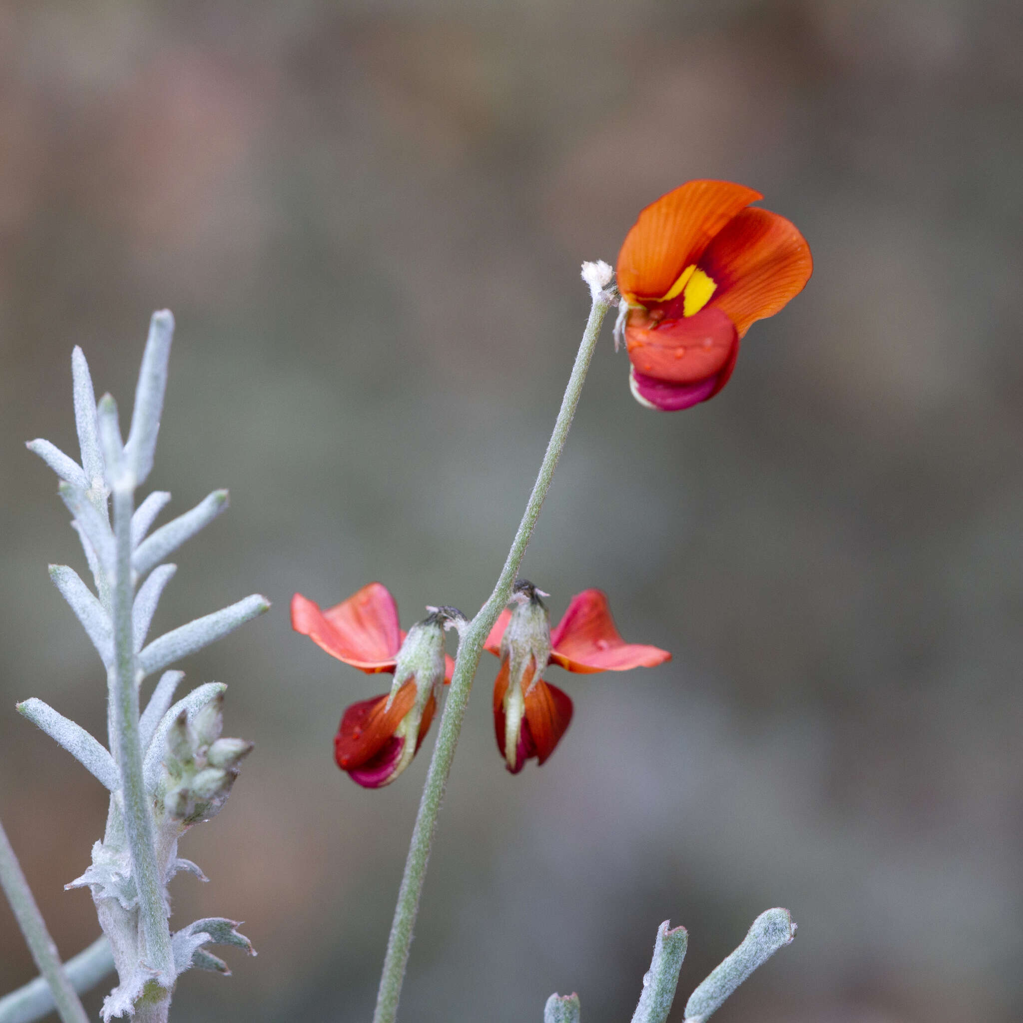 Plancia ëd Swainsona stipularis F. Muell.