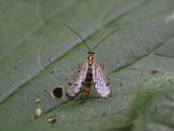 Image of Panorpa germanica Linnaeus 1758