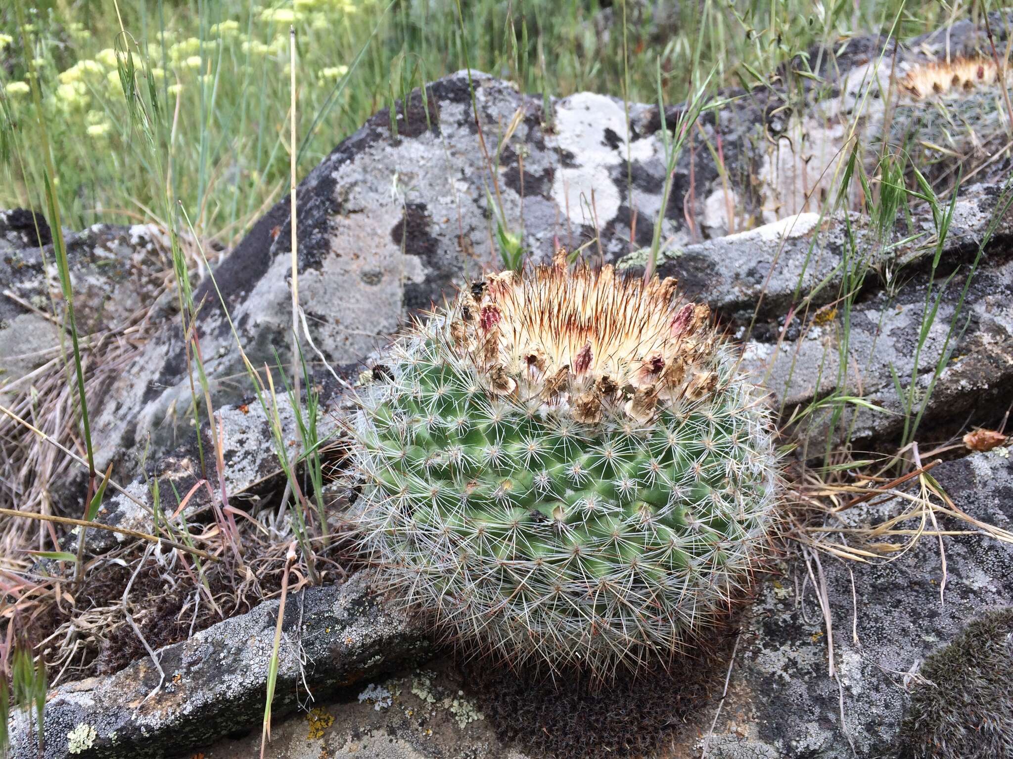 Image of mountain ball cactus