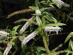 Image of <i>Veronica <i>stricta</i></i> var. stricta