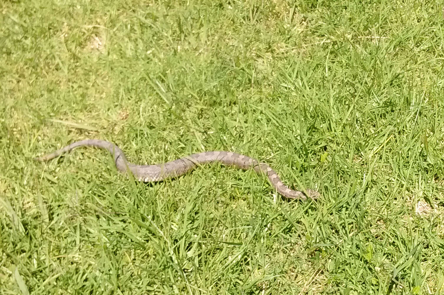 Image of Querétaro dusky rattlesnake