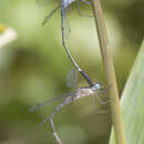 Imagem de Lestes praevius Lieftinck 1940