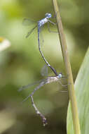 Image of Lestes praevius Lieftinck 1940