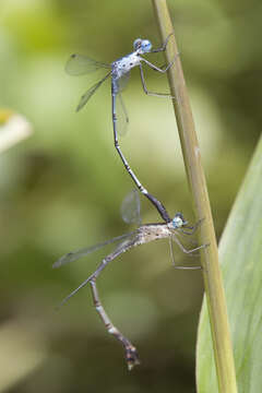 Image of Lestes praevius Lieftinck 1940