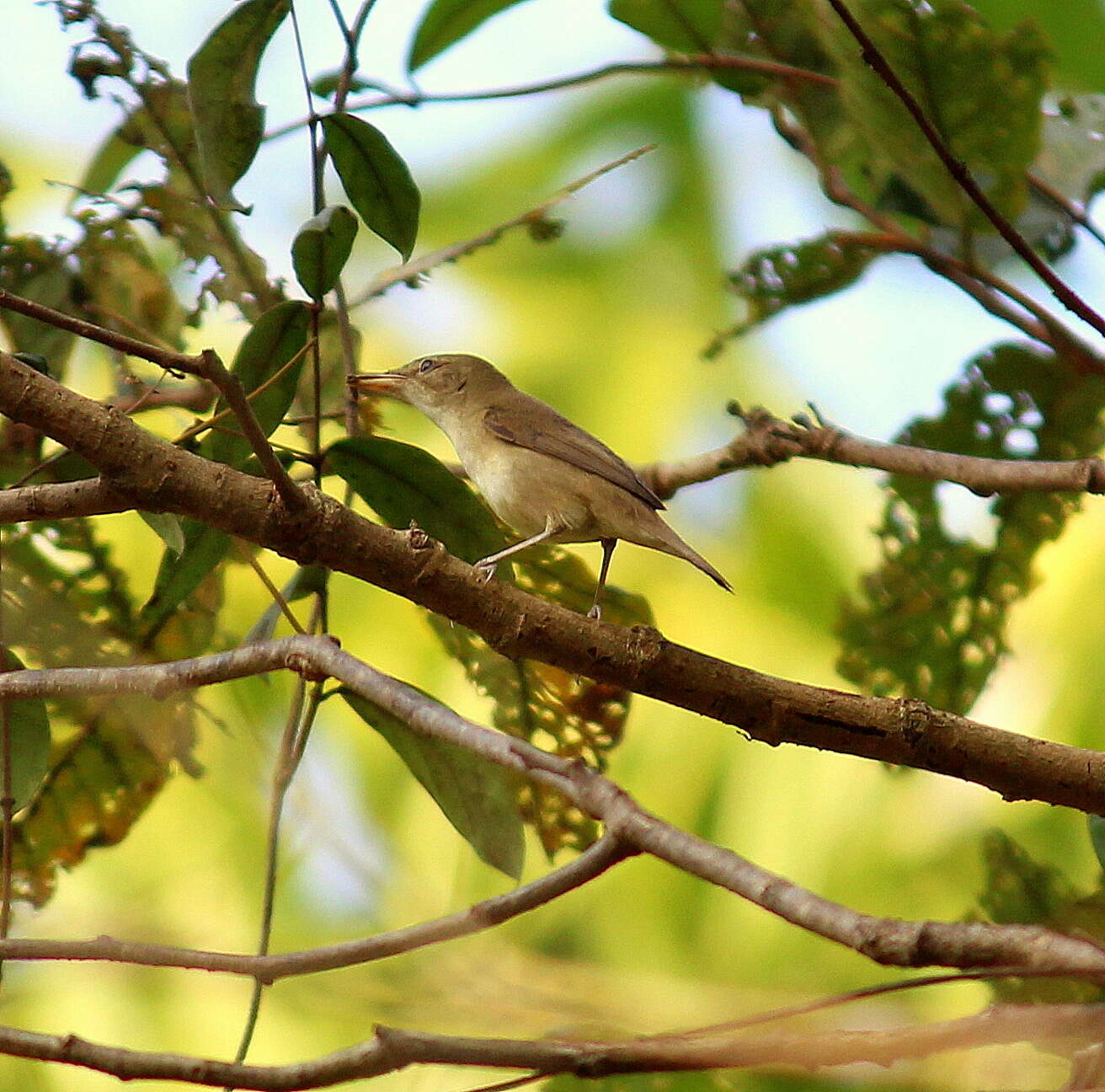 Image of Clamorous Reed Warbler