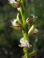 Imagem de Prasophyllum fimbria Rchb. fil.