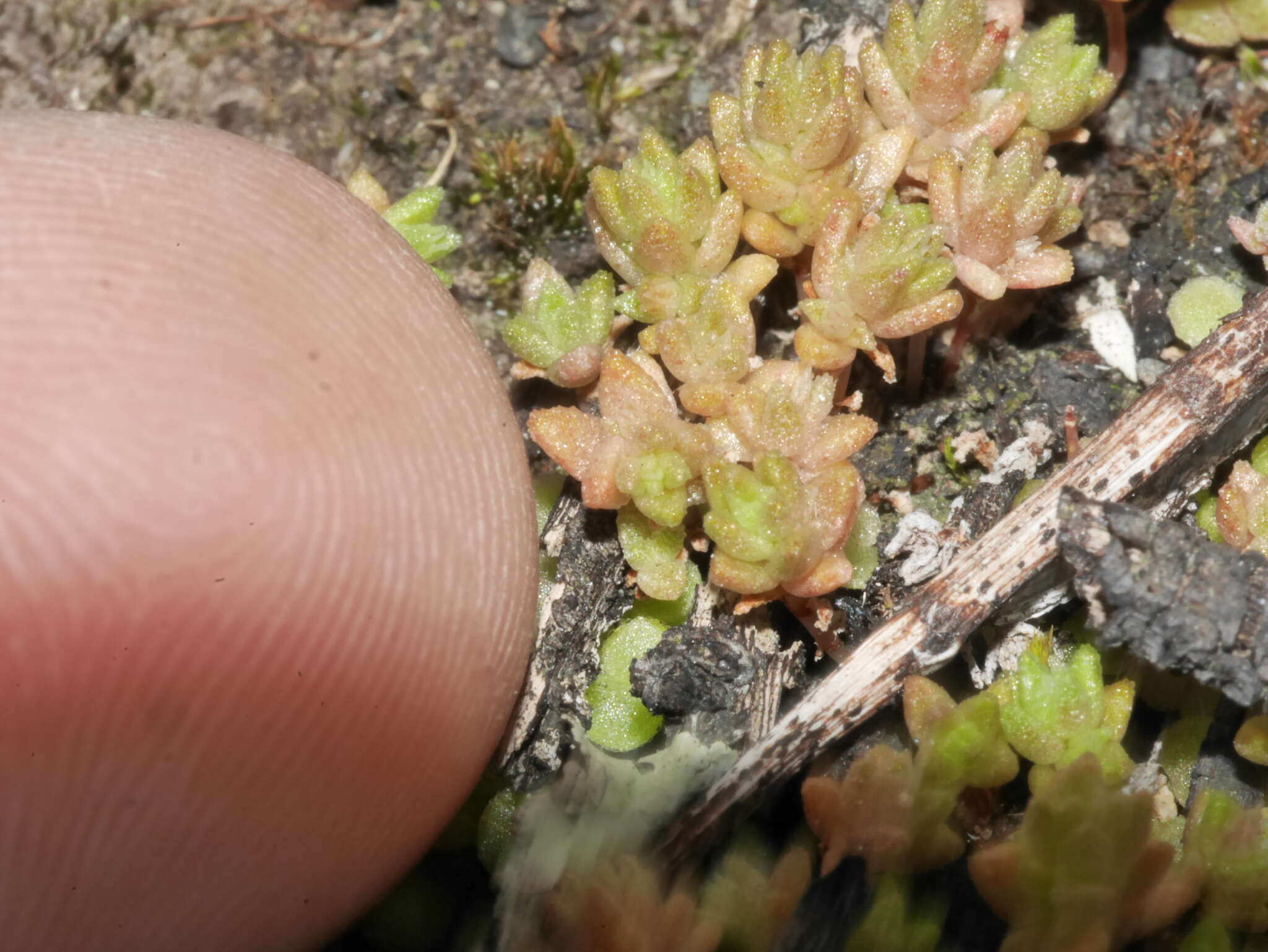 Image of Crassula sieberiana subsp. sieberiana