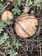 Plancia ëd Suillus occidentalis Thiers 1976