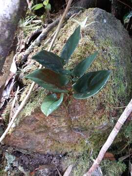 Image of Syngonium adsettiorum