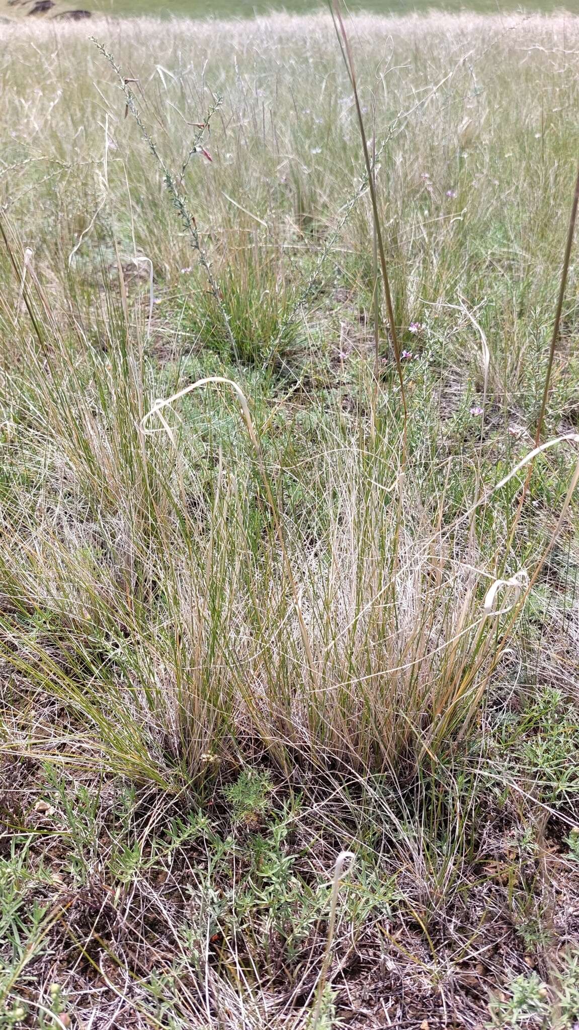 Sivun Stipa krylovii Roshev. kuva