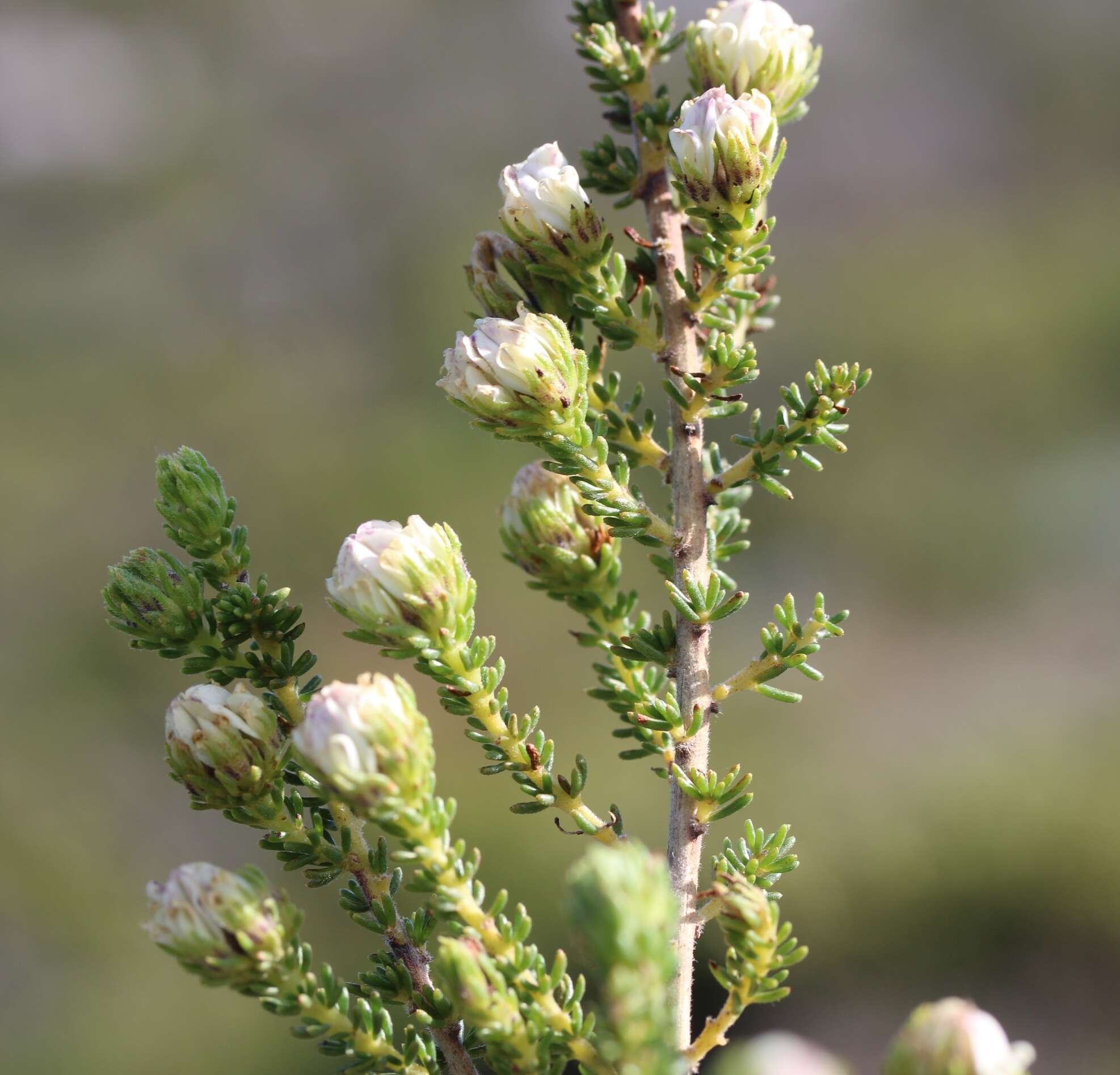 Image of Aspalathus forbesii Harv.