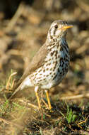 Image of Turdus litsitsirupa litsitsirupa (Smith & A 1836)