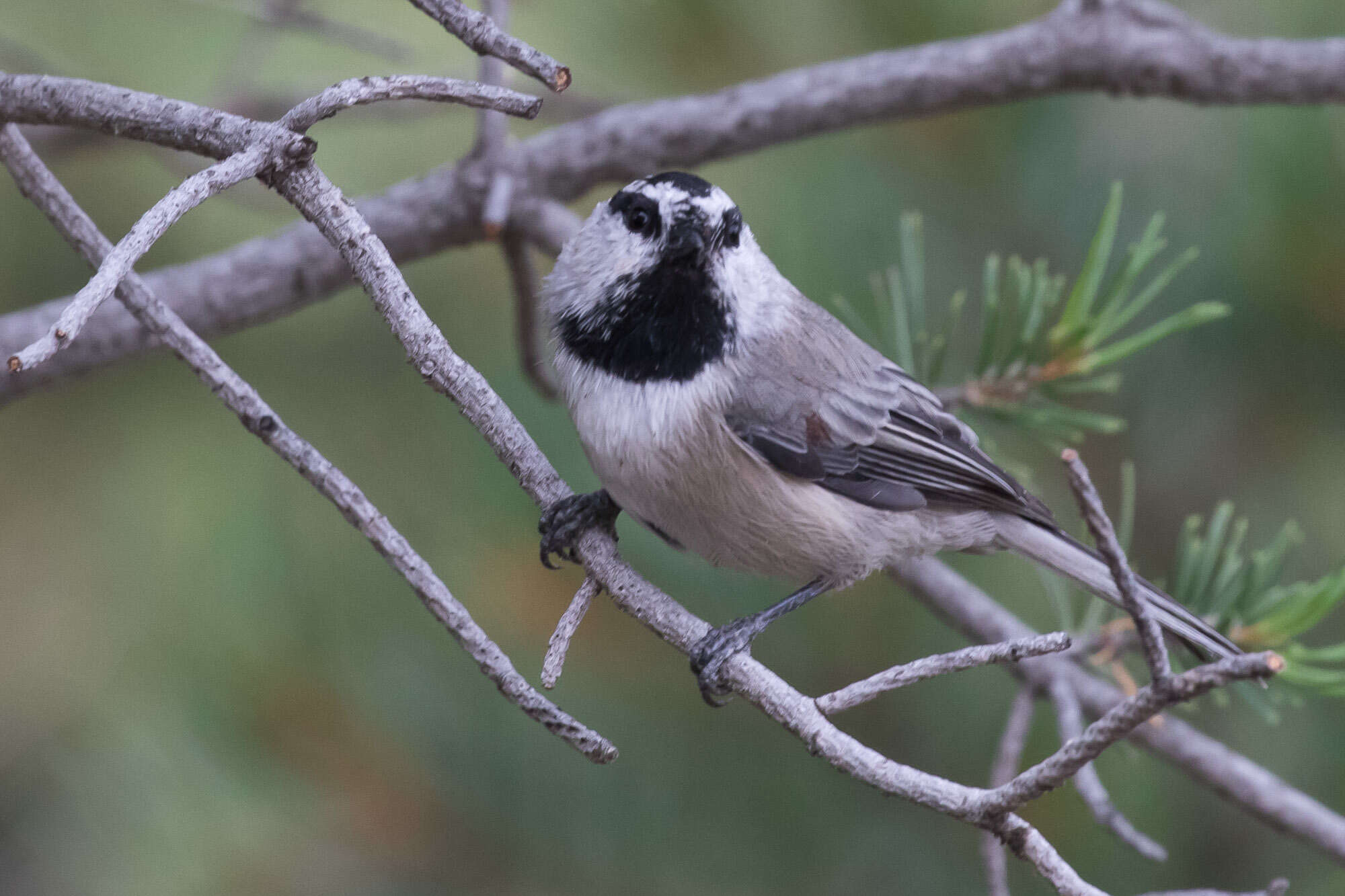 Image of Mountain Chickadee