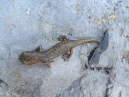 Image of Samwel Shasta Salamander