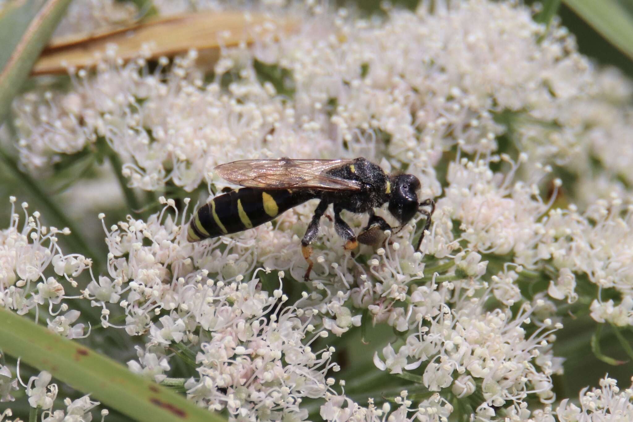 Image of Crabro cribrarius (Linnaeus 1758)