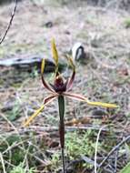 Image of Reaching spider orchid