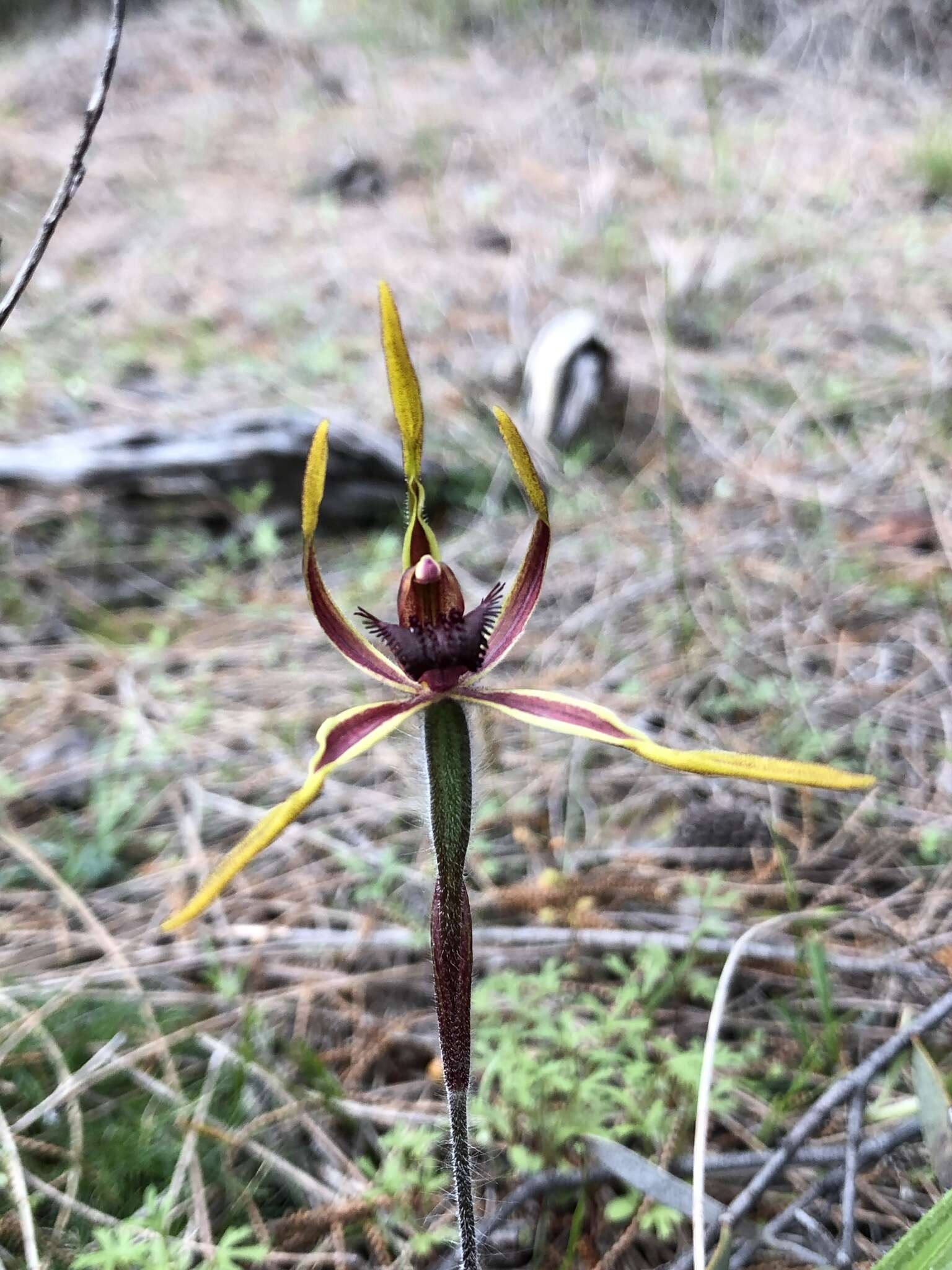 Caladenia arrecta Hopper & A. P. Br. resmi