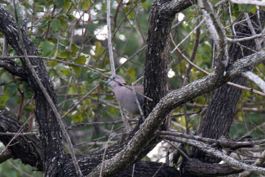 Image of Cape Turtle Dove