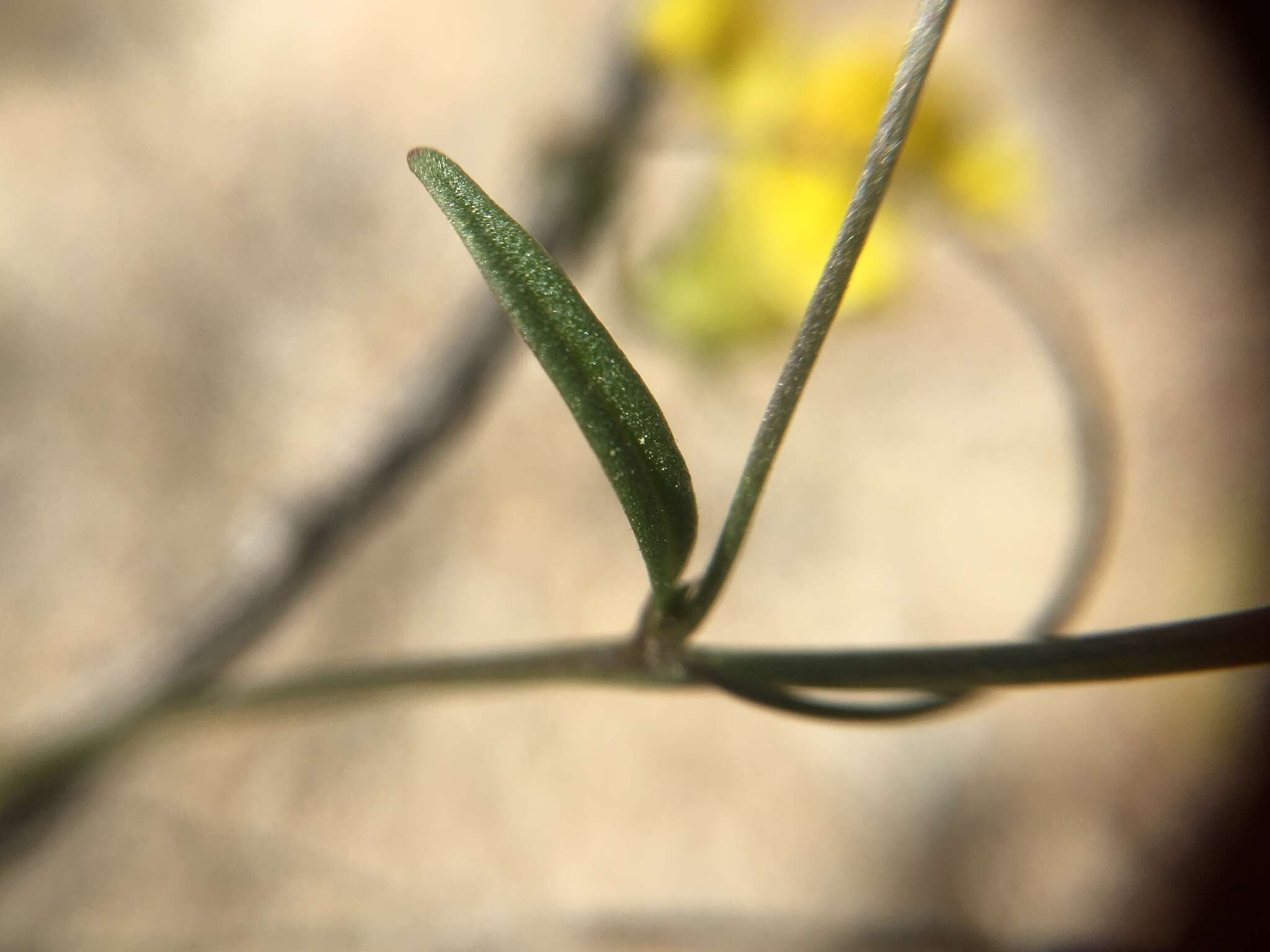 Image of yellow twining snapdragon