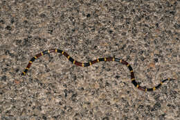 Image of Texas Coral Snake