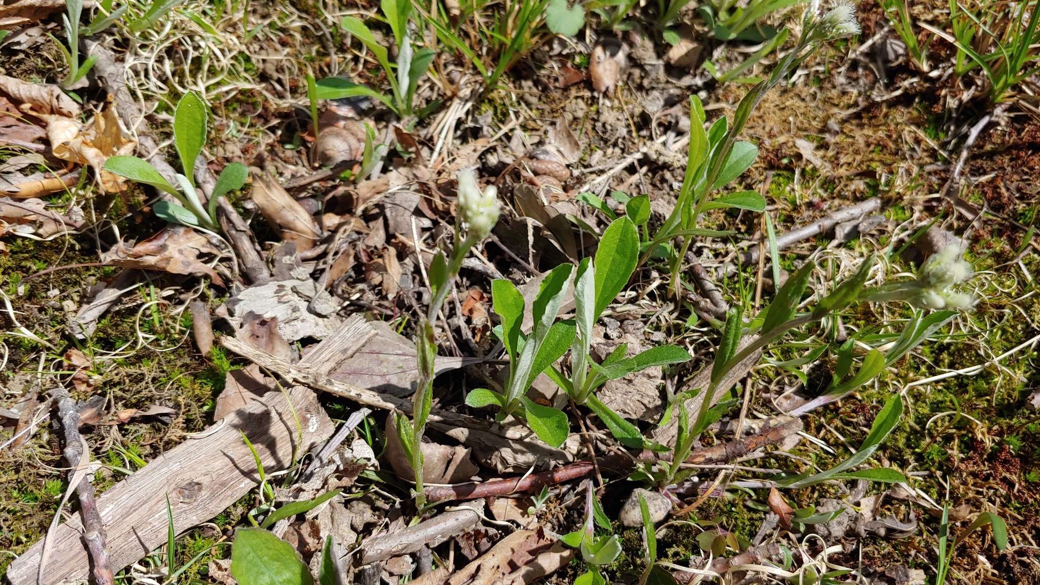 Antennaria parlinii subsp. parlinii resmi