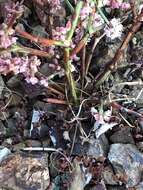 Image of goldencarpet buckwheat