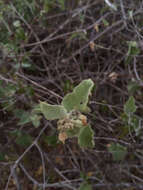 صورة Ruellia californica (Rose) I. M. Johnston