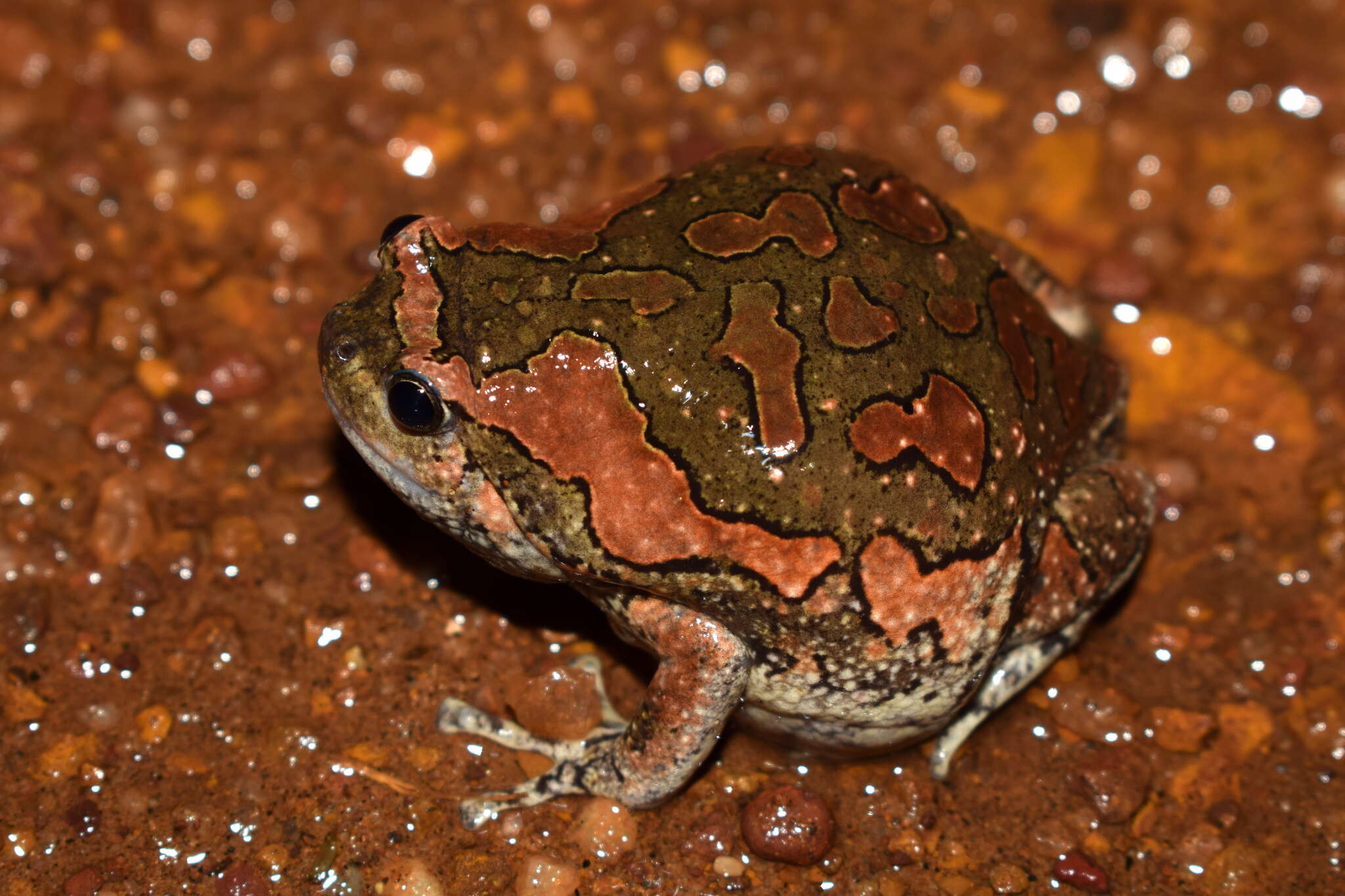 صورة Uperodon taprobanicus (Parker 1934)