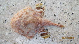 Image of Halieutichthys