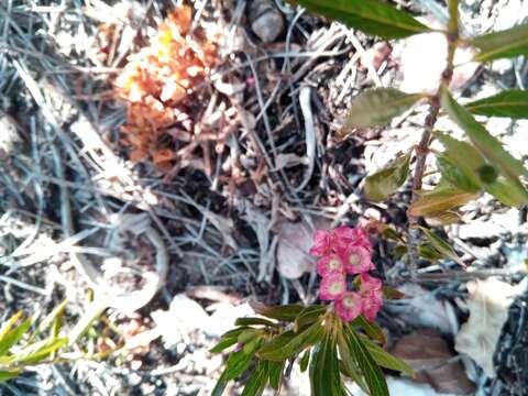 صورة Carphalea cloiselii Homolle