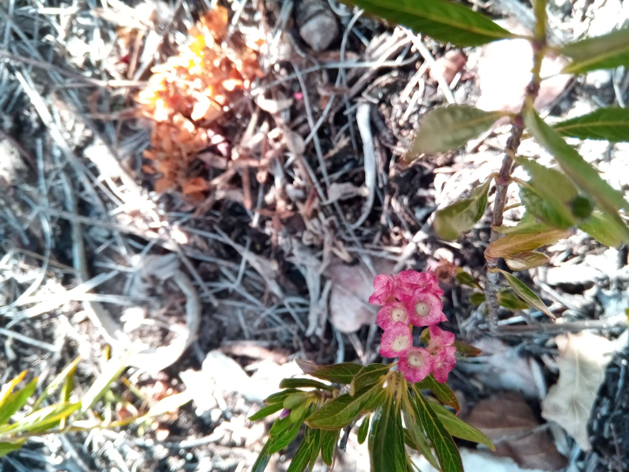 Image of Carphalea cloiselii Homolle