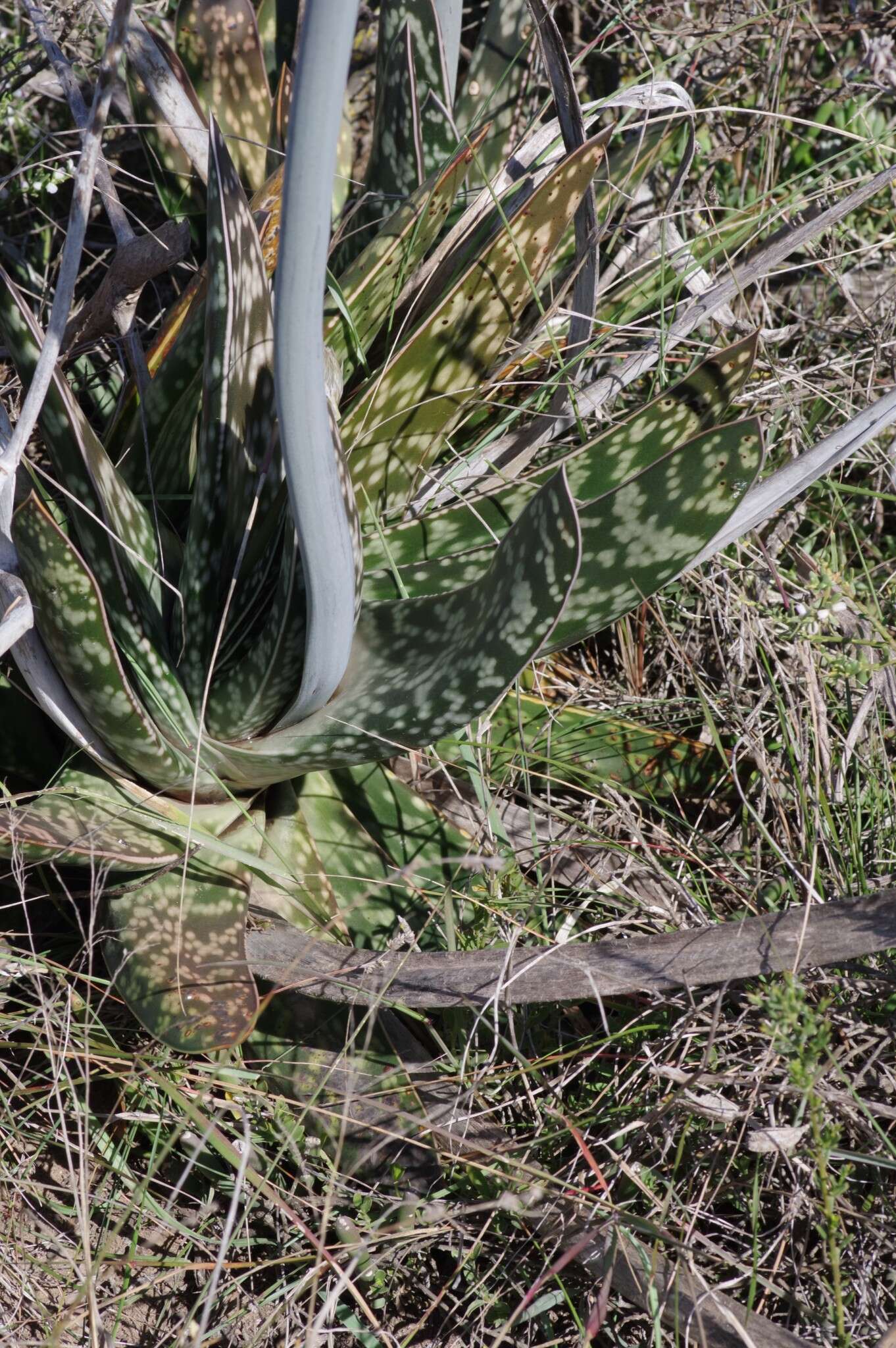 Image of Gasteria obliqua (Aiton) Duval