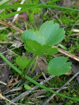 Image of Ranunculus altaicus Laxm.