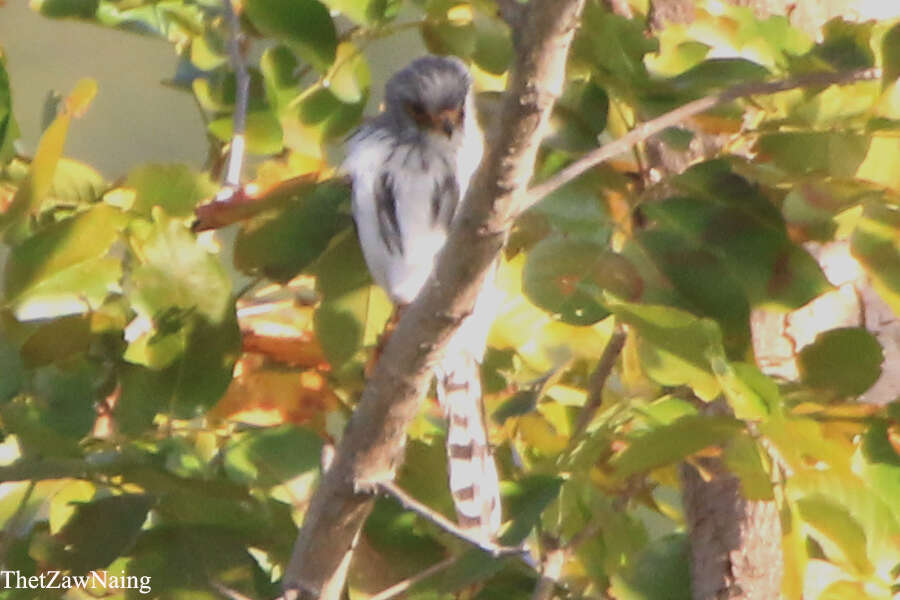 Image of Fielden's Falconet