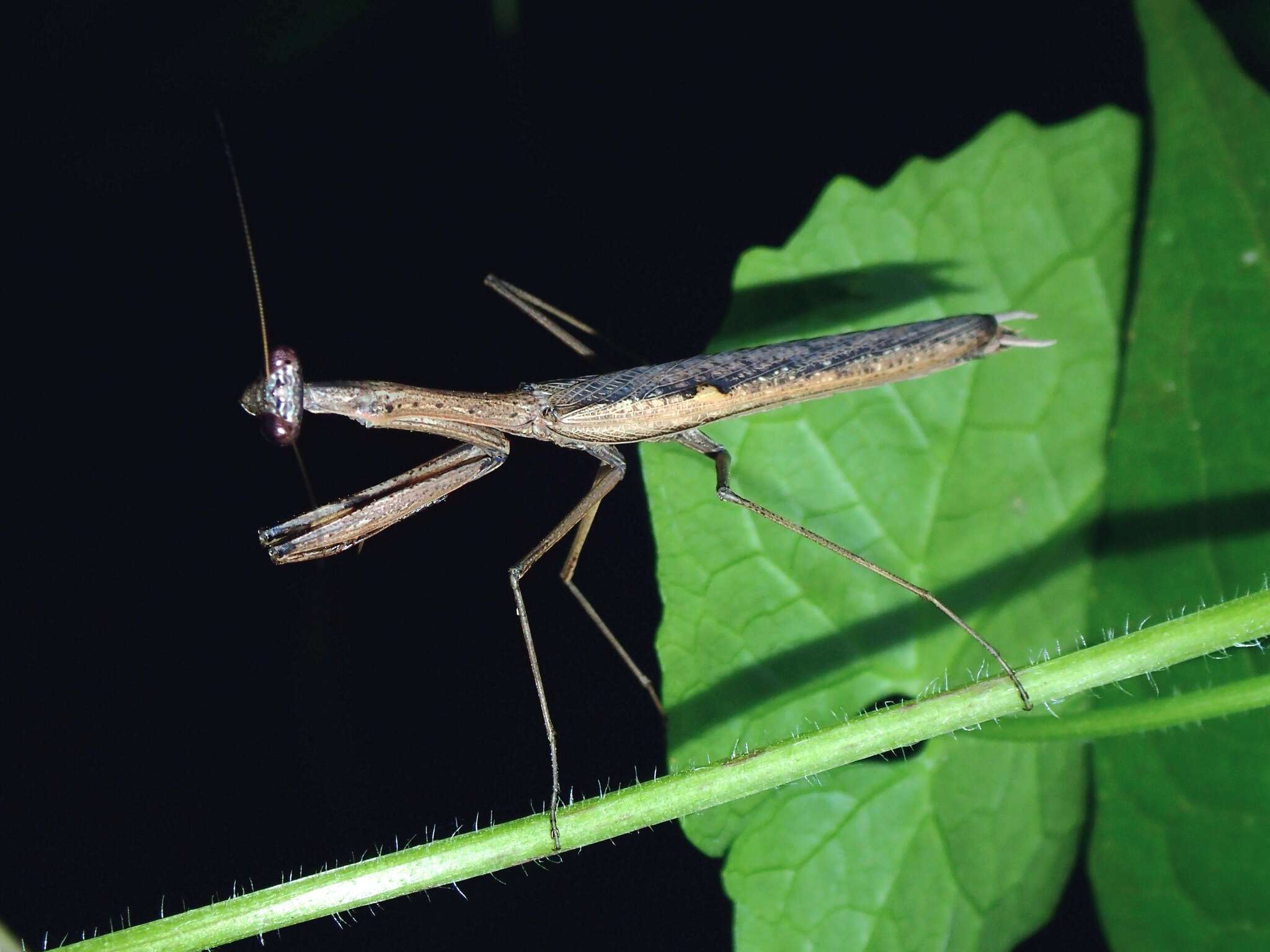 Image of Statilia pallida Werner 1922