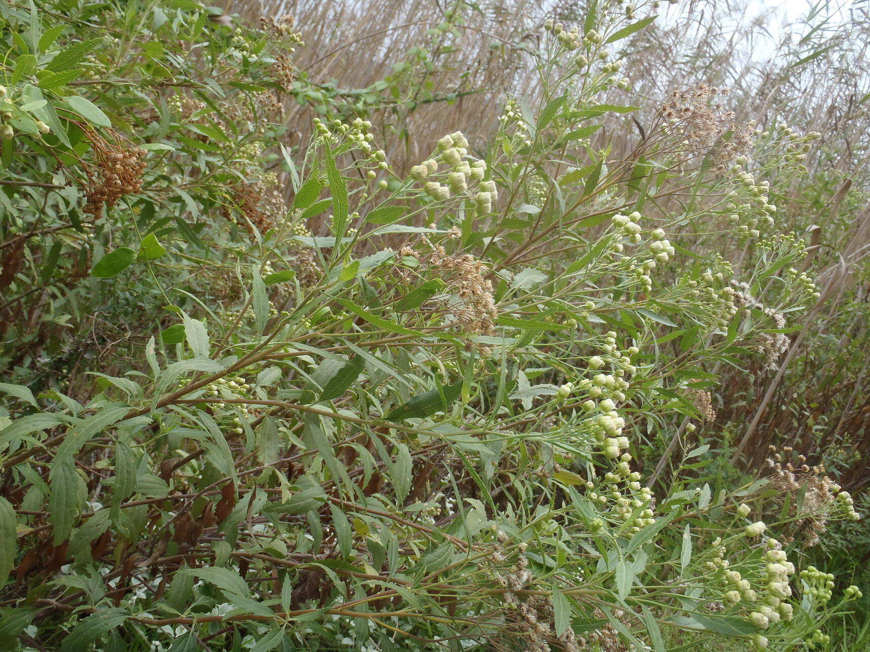 Plancia ëd Nidorella ivifolia (L.) J. C. Manning & Goldblatt