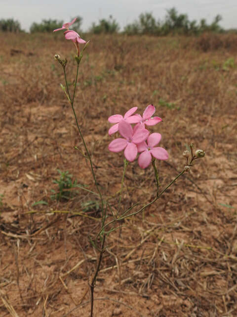 Image of Kohautia grandiflora DC.