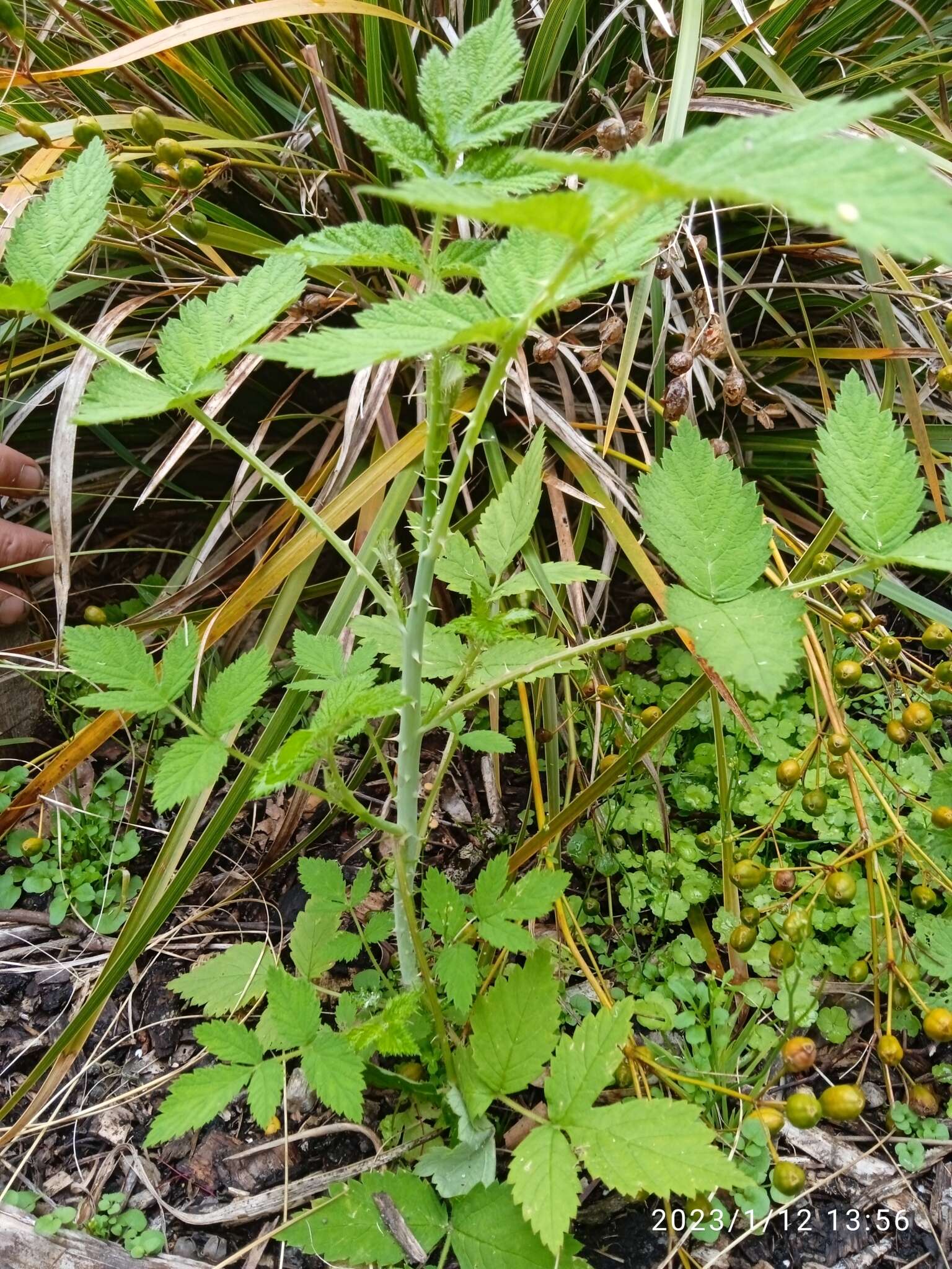 Image de Rubus cockburnianus Hemsl.