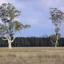 Image de Eucalyptus tereticornis subsp. mediana