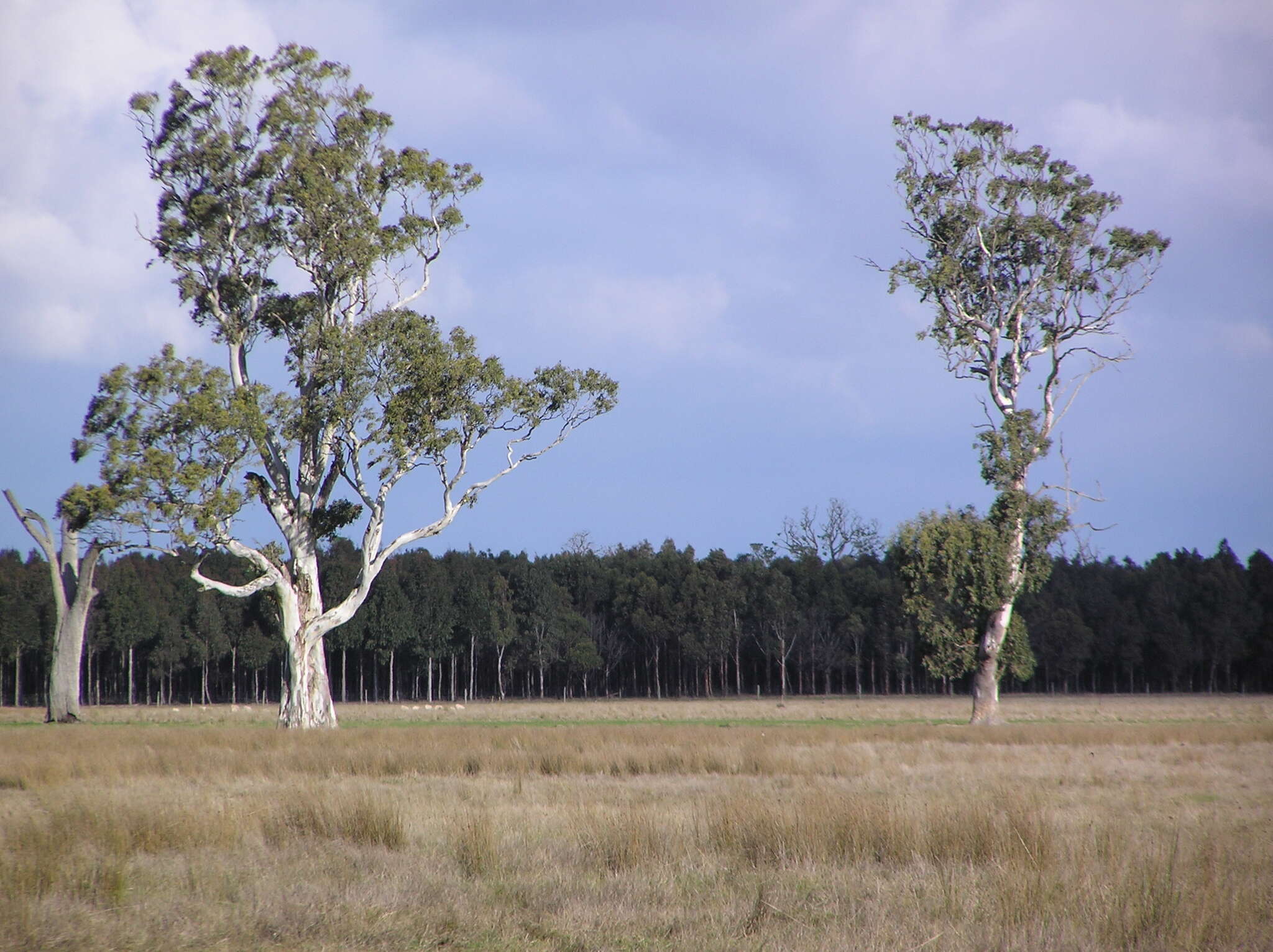 Imagem de Eucalyptus tereticornis subsp. mediana