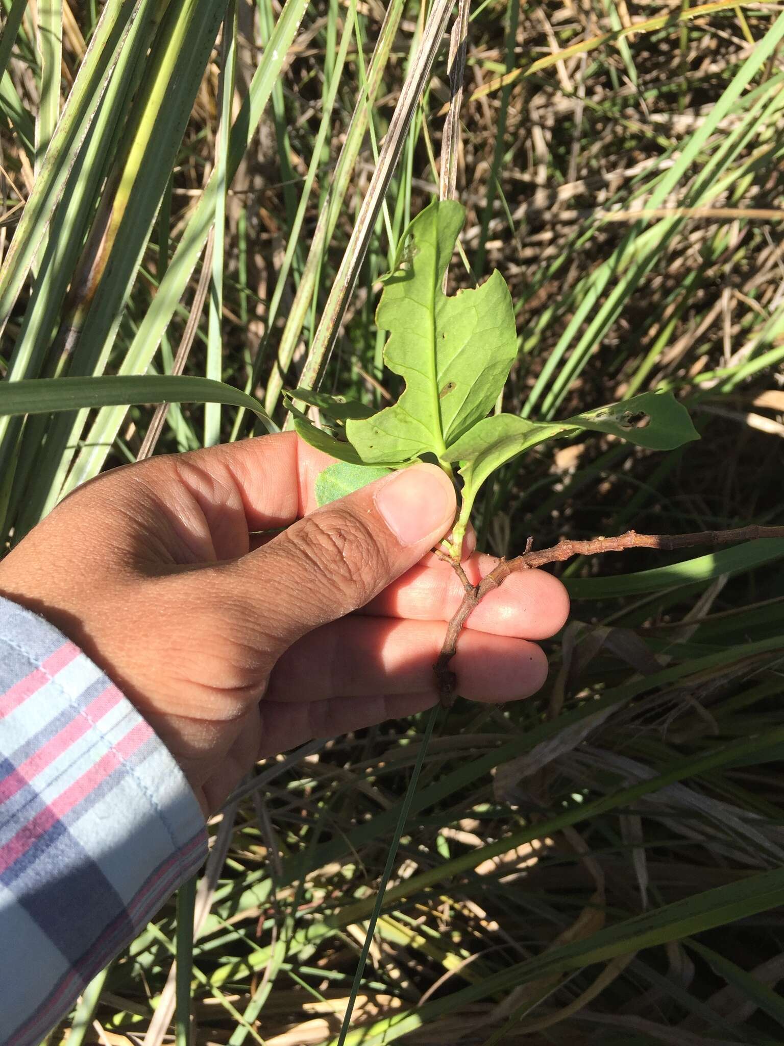 Imagem de Muehlenbeckia sagittifolia (Ortega) Meisn.